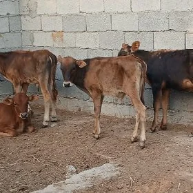 okuz tuwe