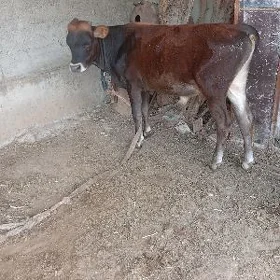 ökuz 2sany