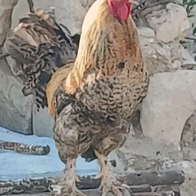 Horaz