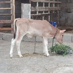 goleli sygyr