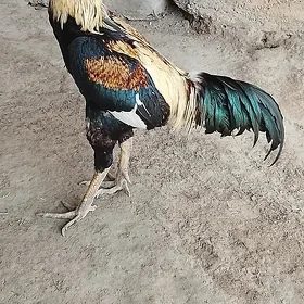 HORAZ