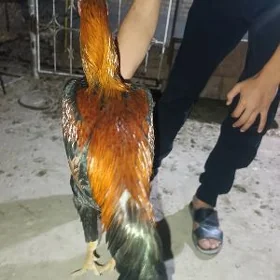 САМАРКАНТ ЖУЖЕ 