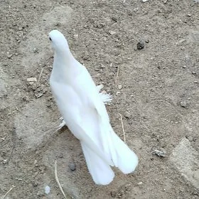 kepderi