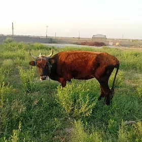 gysyr