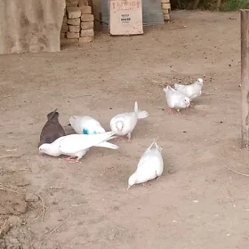 Kepderi