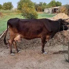 Göleli Sygyr
