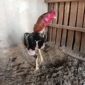 horaz