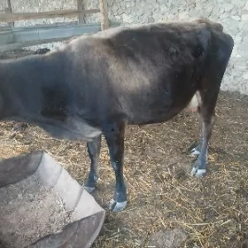 sygyr