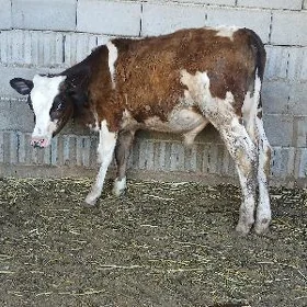 golsteyin okuz