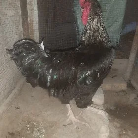 kurk towuk ,gigant horaz