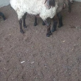 Goýun