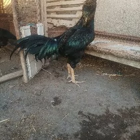 horaz