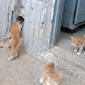 котята