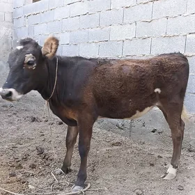 tüwe