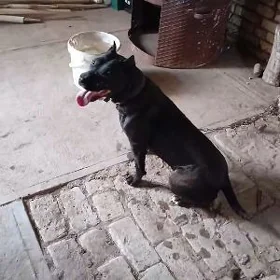 pitbul