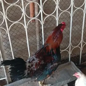 Horaz uruşýan