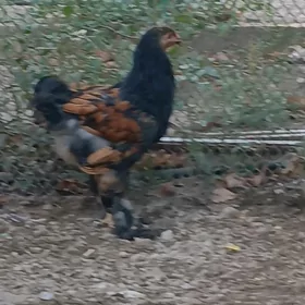Brama laşed horazlar