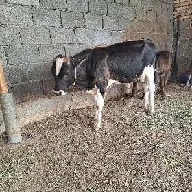 TOHUM OKUZCELER