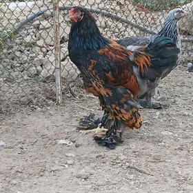Brama laşed horaz