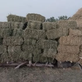 ýorunja kip