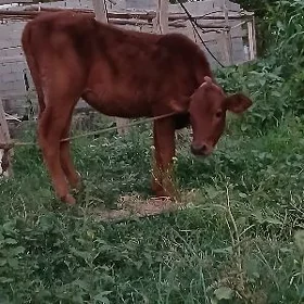 TÜWE