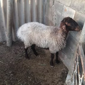 Biçilen Goyun