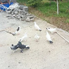 Kepderi