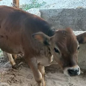 ökiz