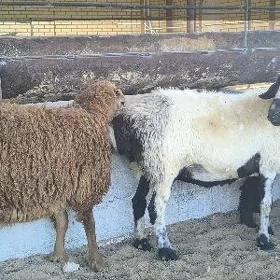 guzuly goýunlar