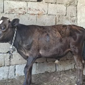 Okuzce