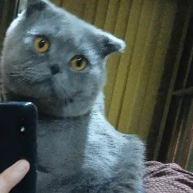 Шотландский вислоухий кот