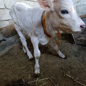 Sygyr goleli