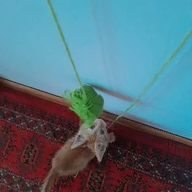 котёнок
