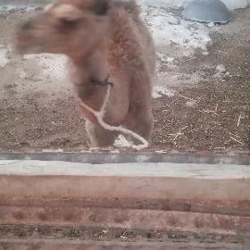 koşek erkek