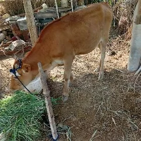 boğaz tuwe