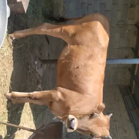 Tüwe