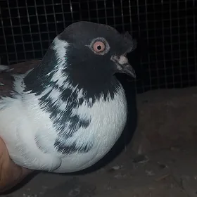 Kepderi