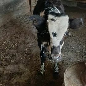 okuzce
