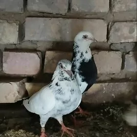 Kepderi