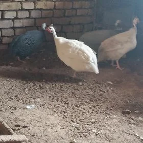 kakilik brama towuk horaz