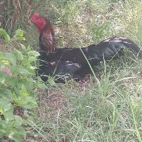baysow