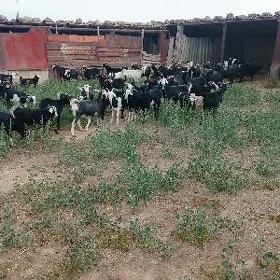 doğ erkec