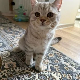 Котенок отдам в хорошие руки