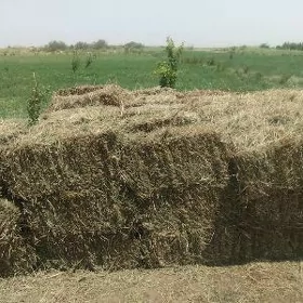 Yorunja bede