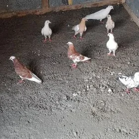 kepderi