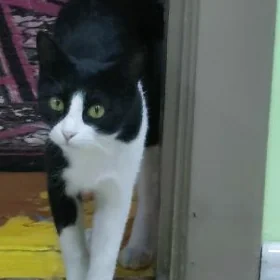 Кошка