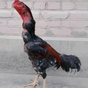 horaz