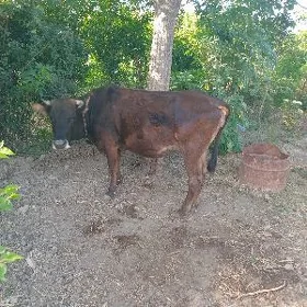goleli sygyr