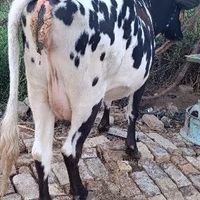 yetik. bogaz