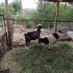 serke ve geçi